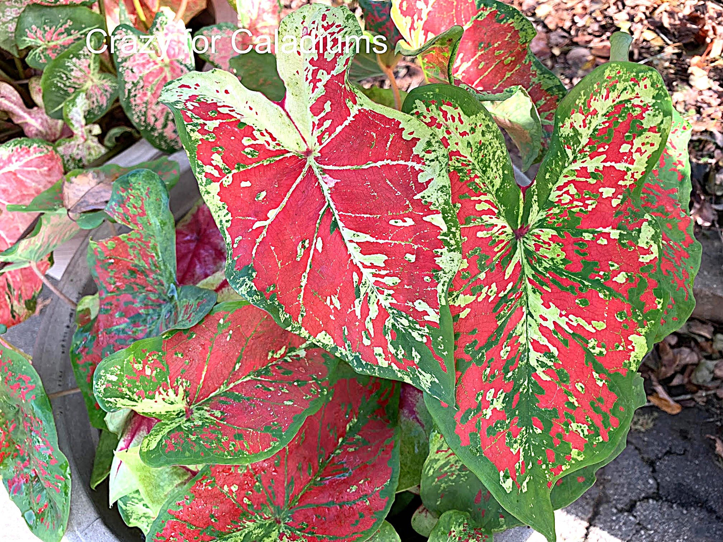 Caladium 'Just Saucy' Size #2 (2 Bulbs) ***New Crop
