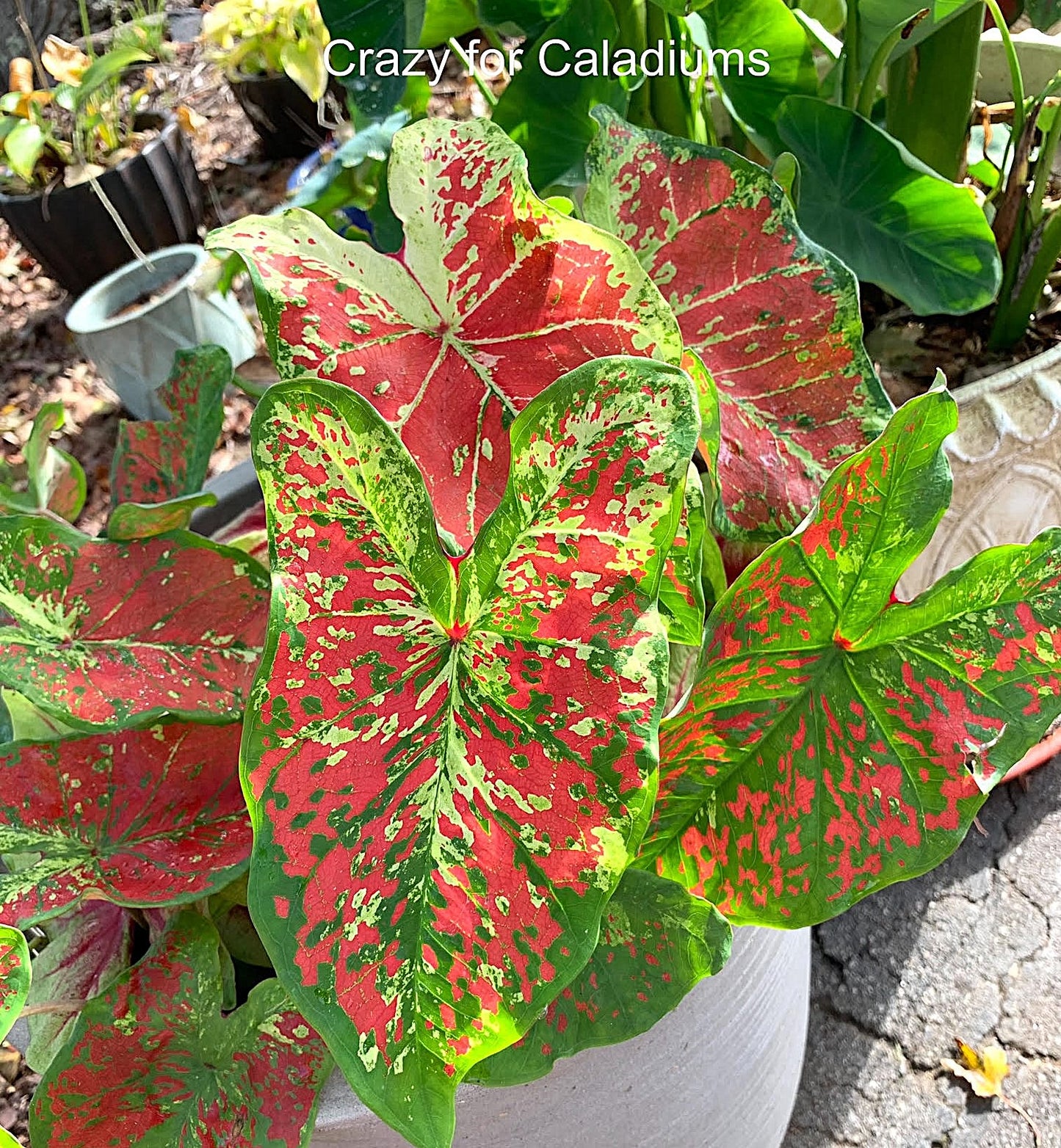 Caladium 'Just Saucy' Size #2 (2 Bulbs) ***New Crop