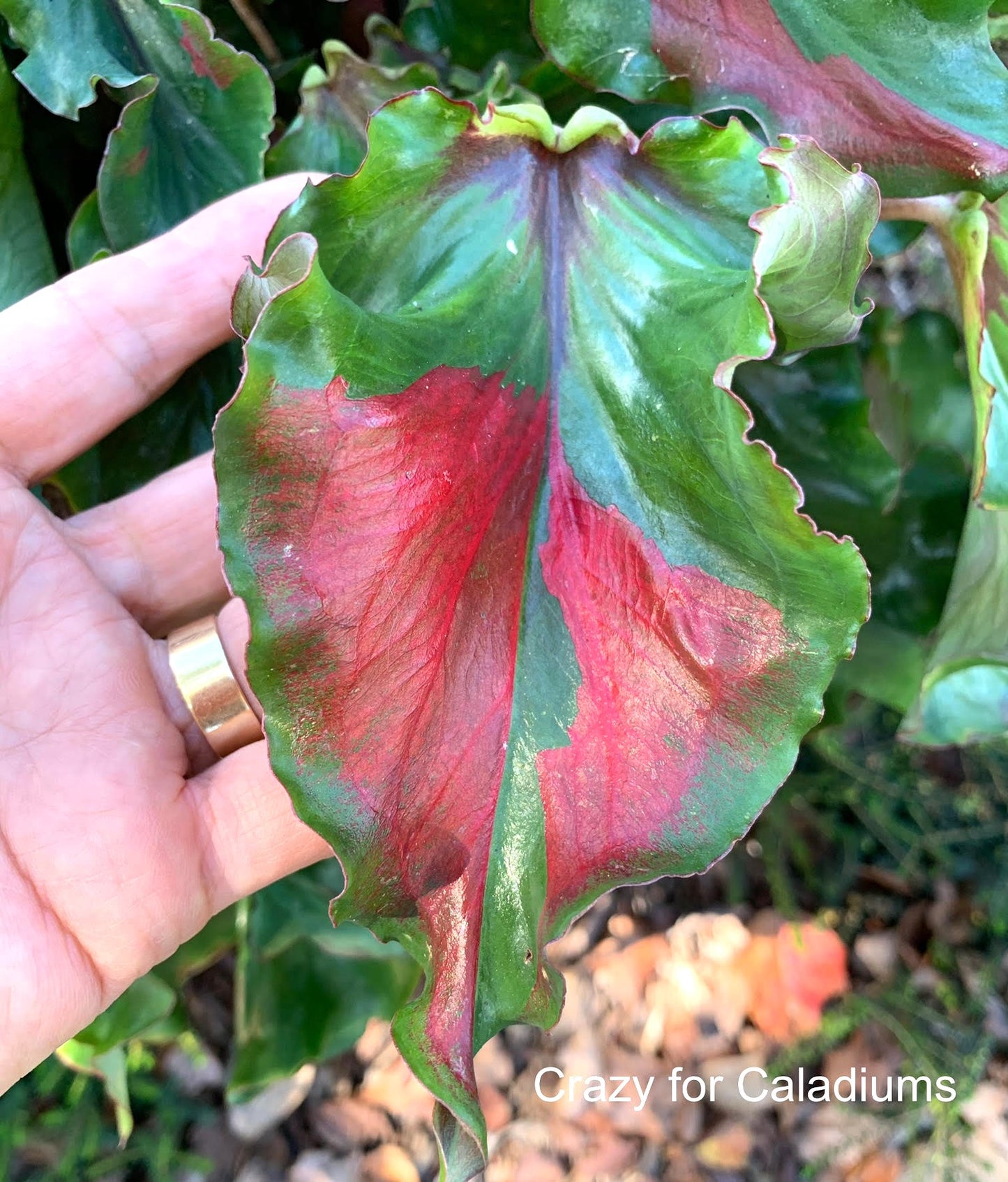 Caladium 'Harrison Strap' Size #2 (2 bulbs) ***New Crop 2025 in stock!!!