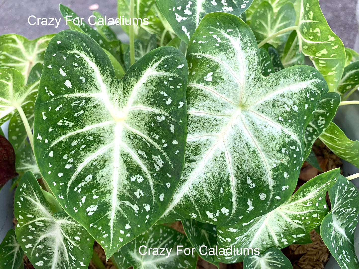 Caladium 'Stardust' Size #2 (2 BULBS), Size#1(1 bulb Large) ** New Crop 2025 **In Stock NOW!!!