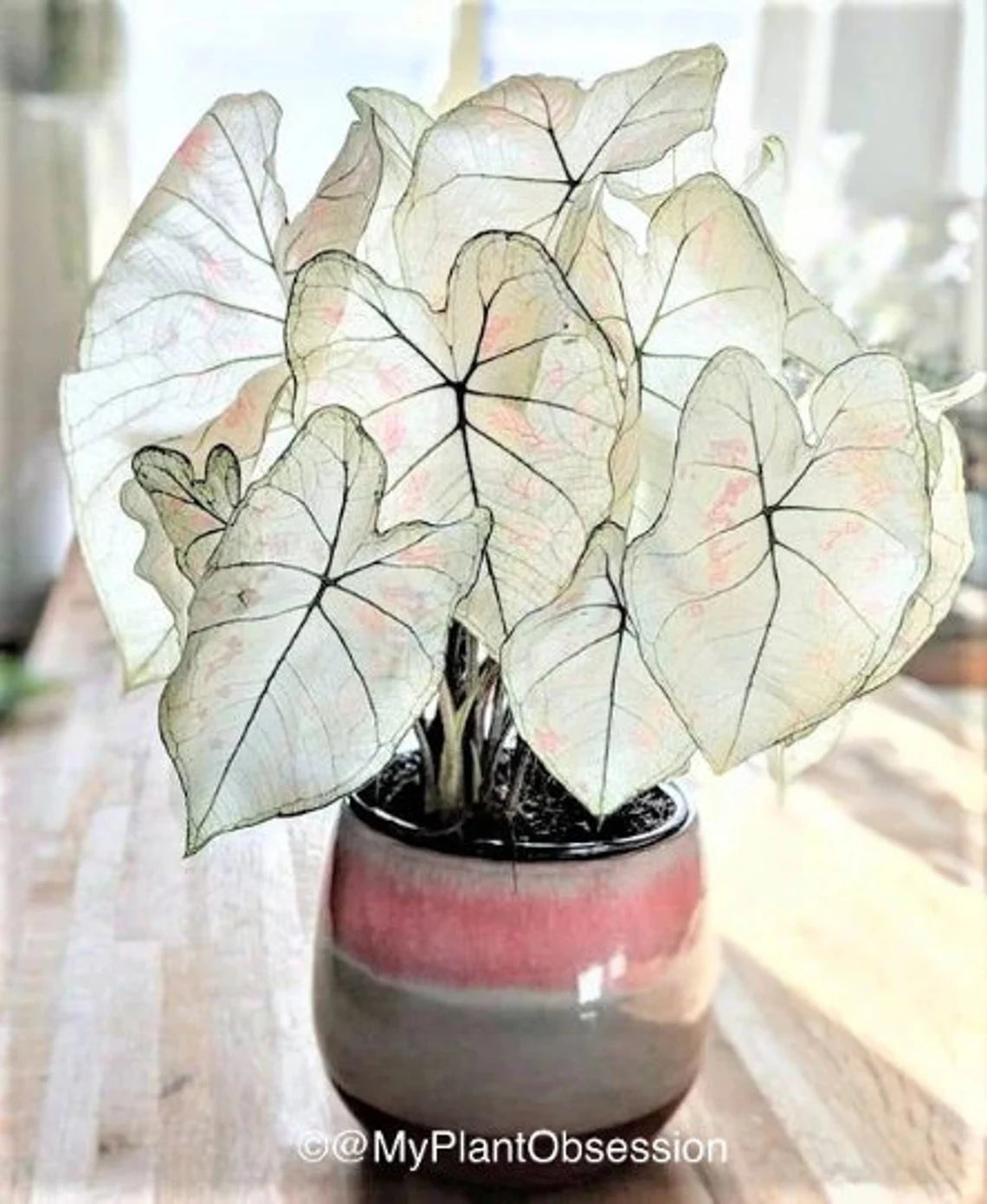 Caladium 'Marie Moir' Jumbo & Mammoth**New Crop 2025 In Stock!!! VERY Limited in Stock!!!