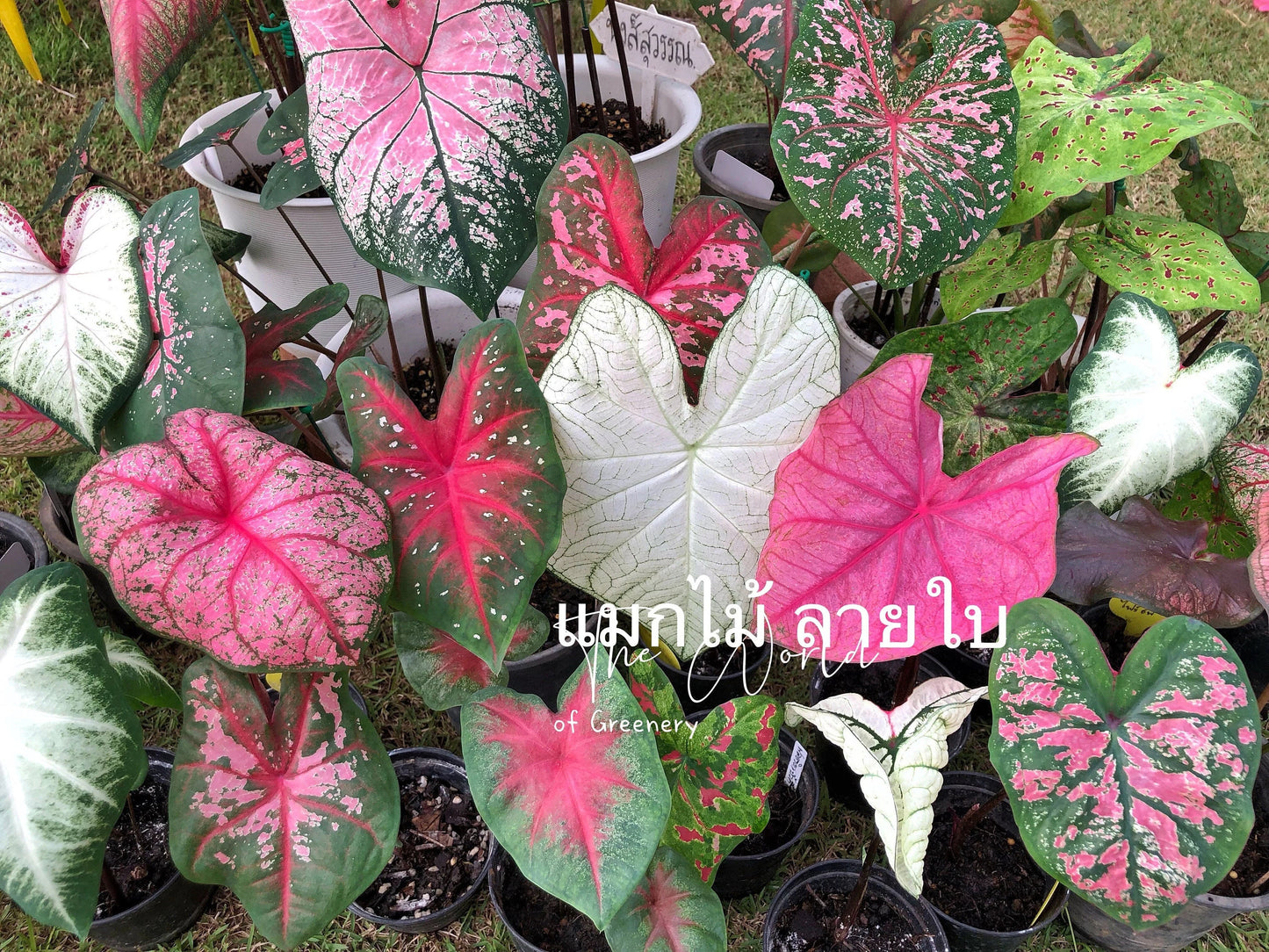 Caladiums Random Mix 'Value Pack' Size #2(6 Bulbs), Seed Bulbs(12 bulbs) ***New Crop in stock!!! ***These are mixed at the farm