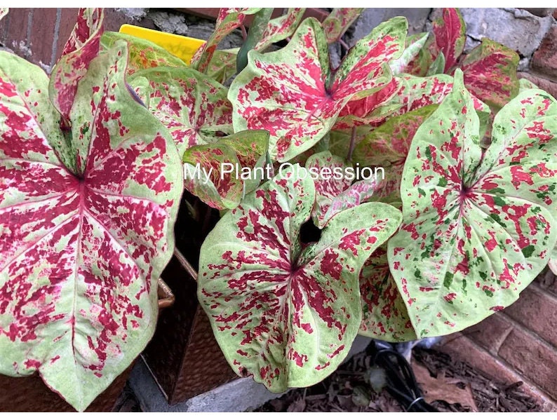 Caladium Bulb Raspberry Moon *Size #2(2bulbs) Size #1(1 bulb Larger) **New Crop
