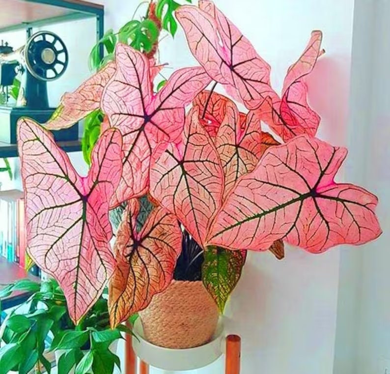 Caladium Bulb Spring Fling *Size #2(2bulbs) Size #1(1 bulb Larger) **2025 stock