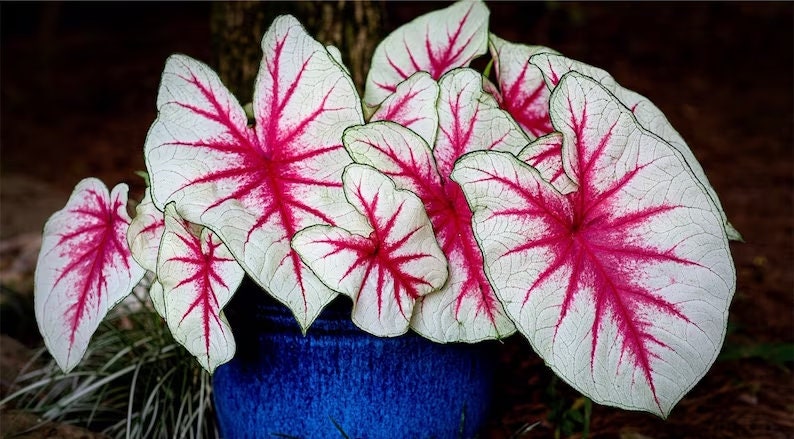 Caladium 'Fiesta' Size #2, Size #1, Jumbo & Mammoth ** New Crop ** VERY Limited in Stock!!