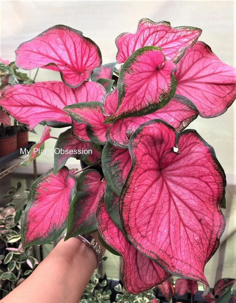 Caladium 'Sizzle' Size #2(2 bulbs)) ** New Crop 2025 **In Stock NOW!!!