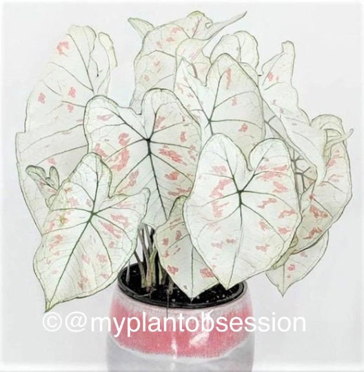 Caladium 'Marie Moir' Size #2 (2 BULBS), Size #1(1 bulb / Large) *Not Plants **New Crop 2025 In Stock!!!