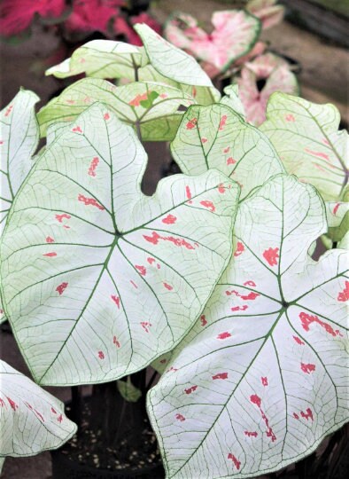 Caladium 'Strawberry Star' Jumbo & Mammoth ** New Crop 2025 ** VERY Limited in Stock!!