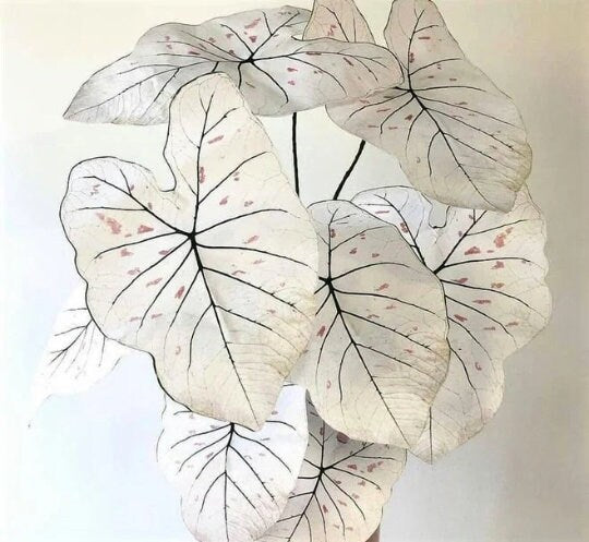 Caladium 'Strawberry Star' Jumbo & Mammoth ** New Crop 2025 ** VERY Limited in Stock!!