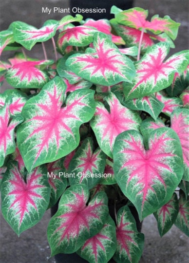 Caladium 'Rosebud' Size#2(2 bulbs) ***Very Limited ** New Crop 2025 In Stock!!!