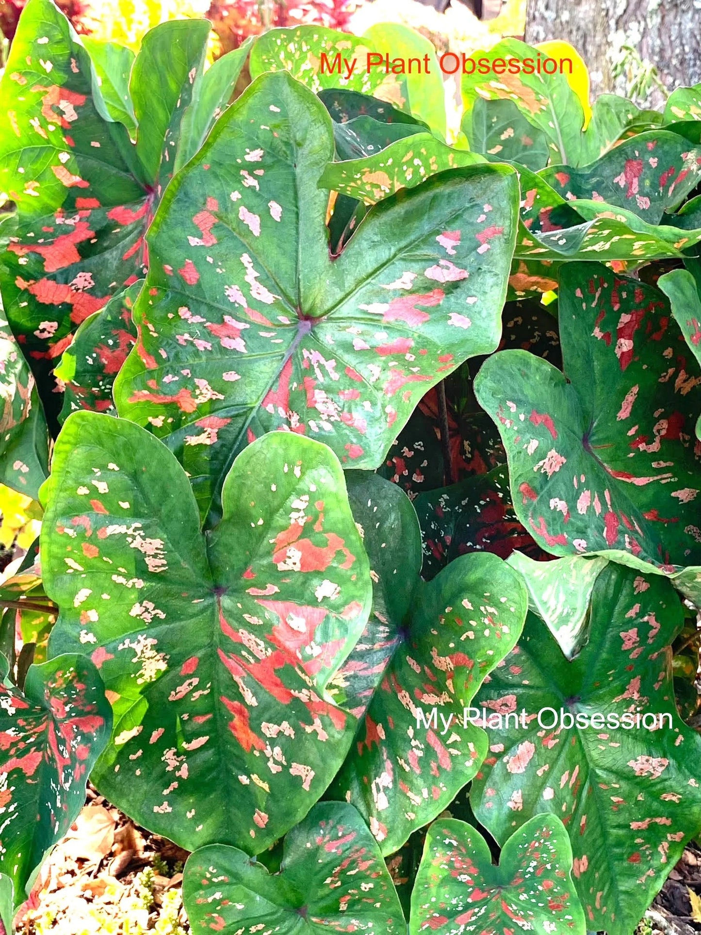 Caladium 'Freckles' Size #2 (2 Bulbs) Size#1(1 bulb Large) ** New Crop