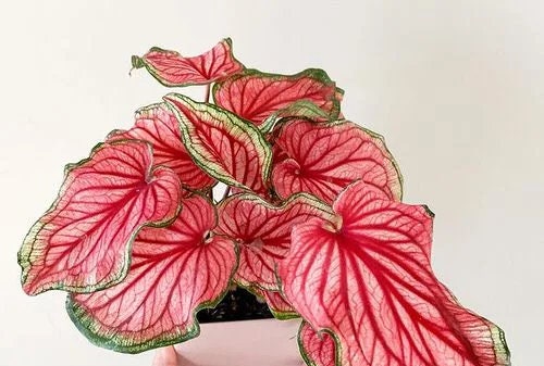 Caladium 'Puppy Love' Size #2(2 bulbs) *** New Crop 2025 in Stock!!!
