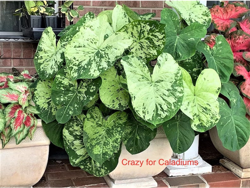 Caladium 'Frog in a Blender' Size #2 (2 bulbs) Size #1(1 bulb / Large) *New Crop 2025 In Stock!!!