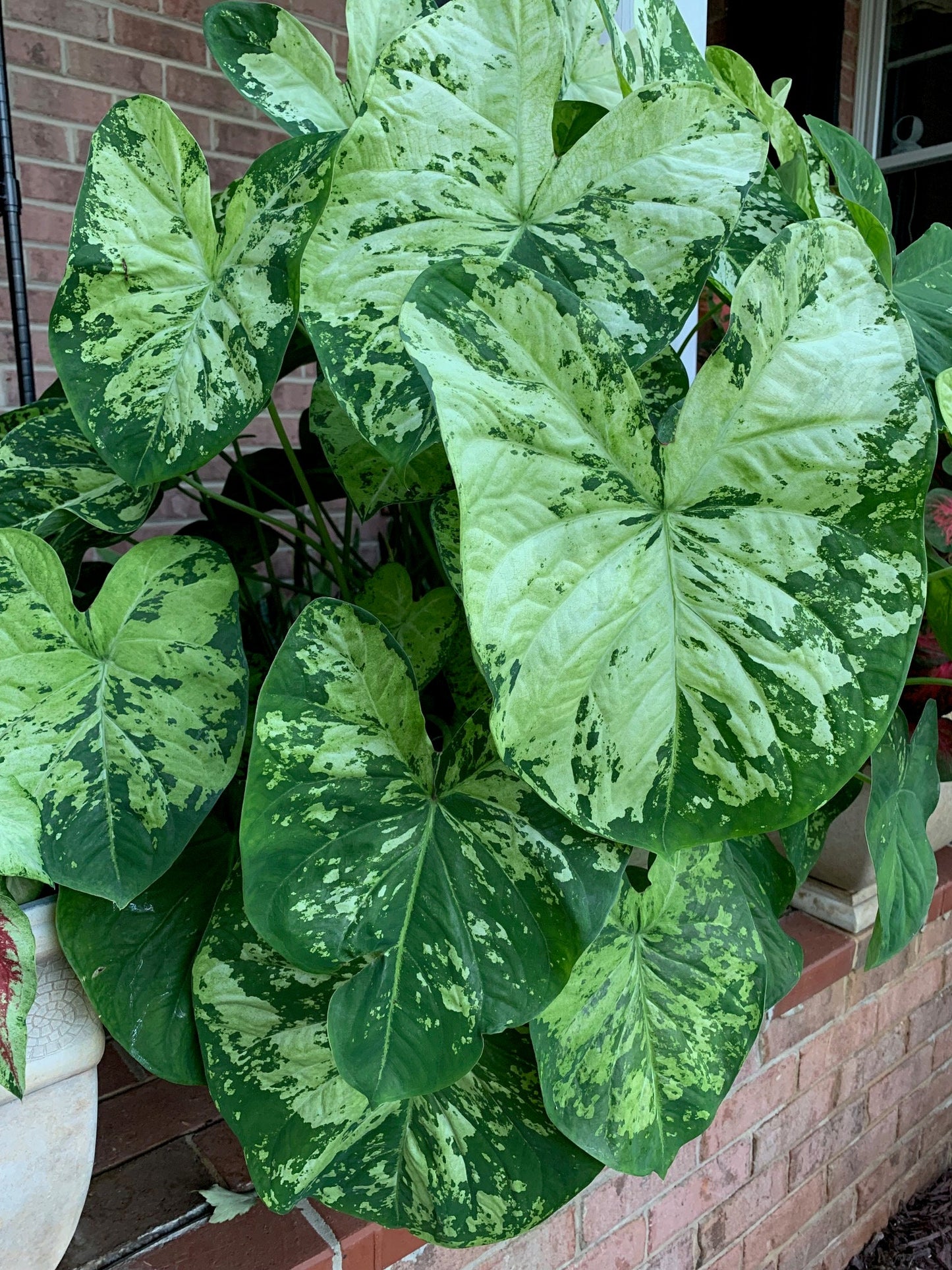 Caladium 'Frog in a Blender' Size #2 (2 bulbs) Size #1(1 bulb / Large) *New Crop 2025 In Stock!!!