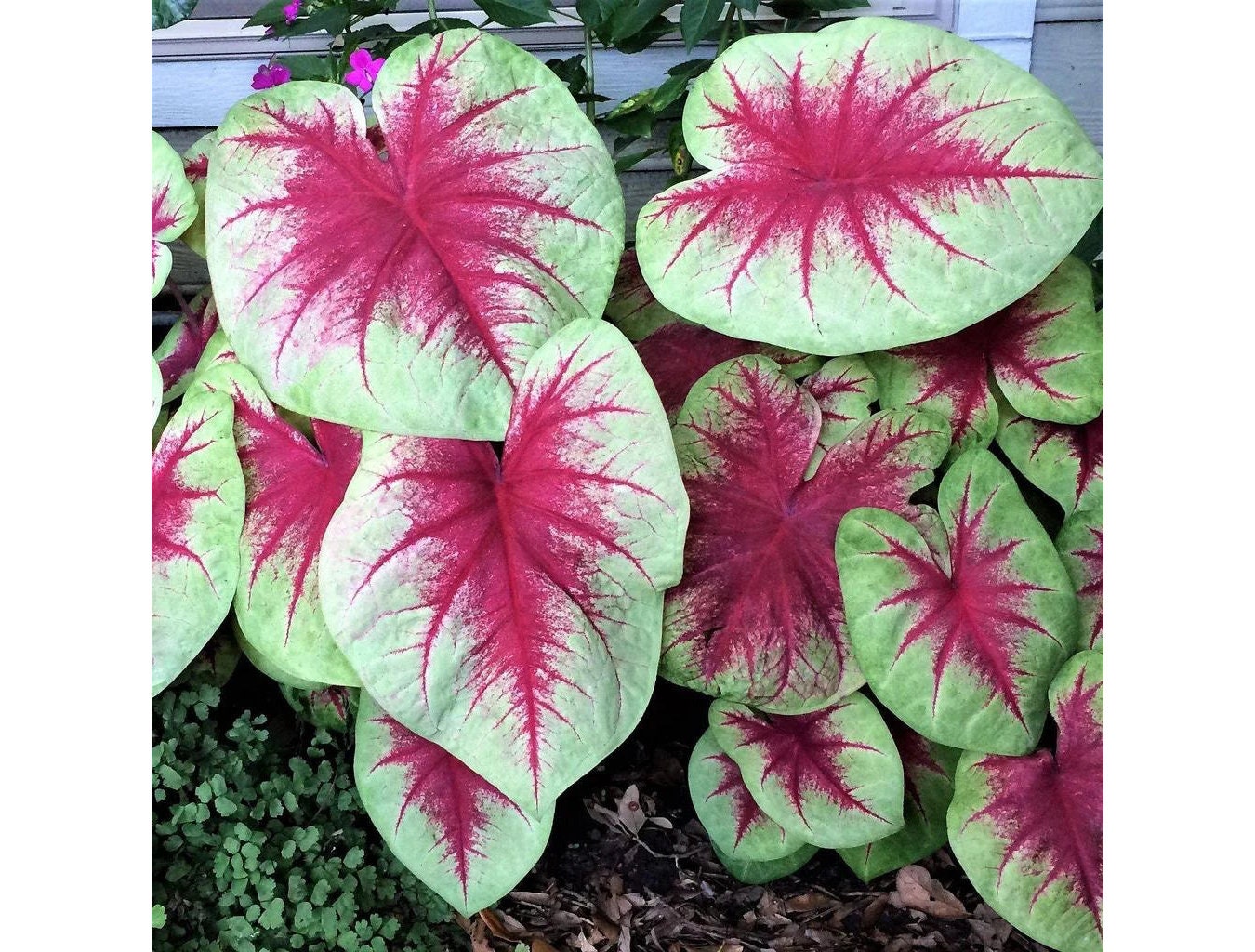 Caladium Lemon Blush Size #2 (2 Bulbs), ** New Crop 2025 In Stock!!!