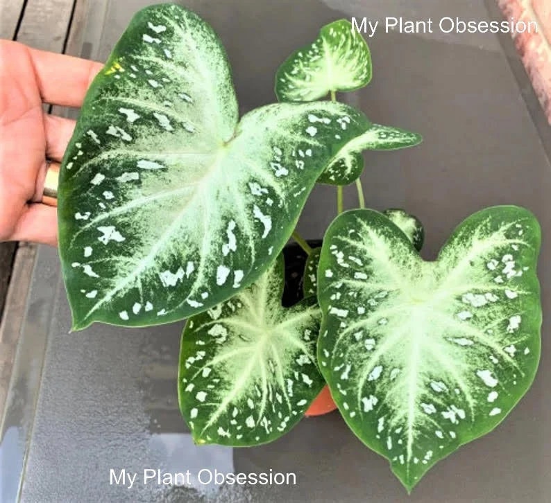 Caladium 'Stardust' Size #2 (2 BULBS), Size#1(1 bulb Large) ** New Crop 2025 **In Stock NOW!!!