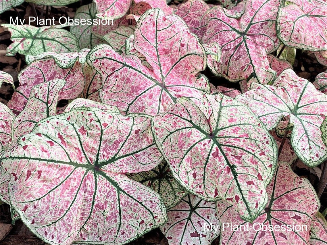 Caladium 'Splash of Wine' Size #2 (2 Bulbs) Size #1(1 bulb Large) **New Crop