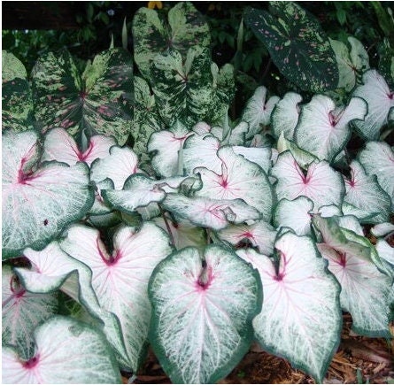 Caladium 'White star' Size #2 (2 Bulbs) ** New Crop In Stock!!!