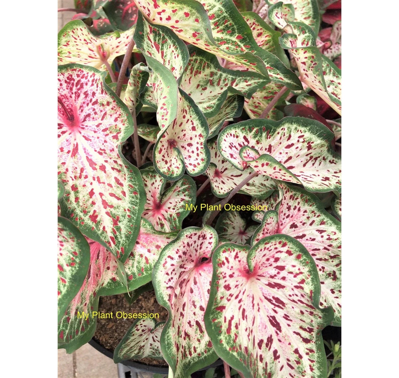 Caladium 'Gingerland' Size #2(2 bulbs) Size #1(1 Larger bulb) ** New Crop 2025 In Stock!!!