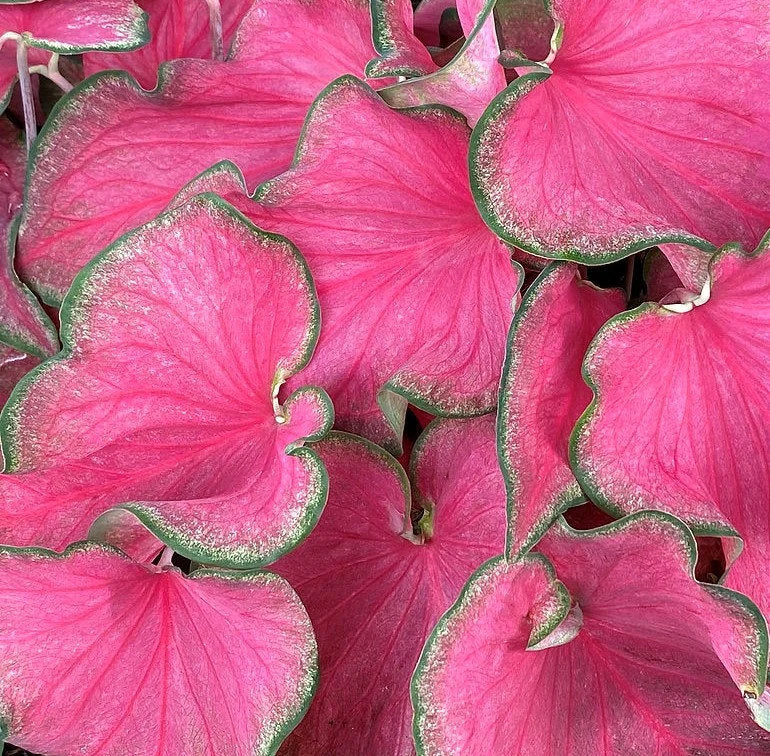 Caladium 'Passionista Size #2 (2 Bulbs) ** New Crop 2025 in Stock!!!