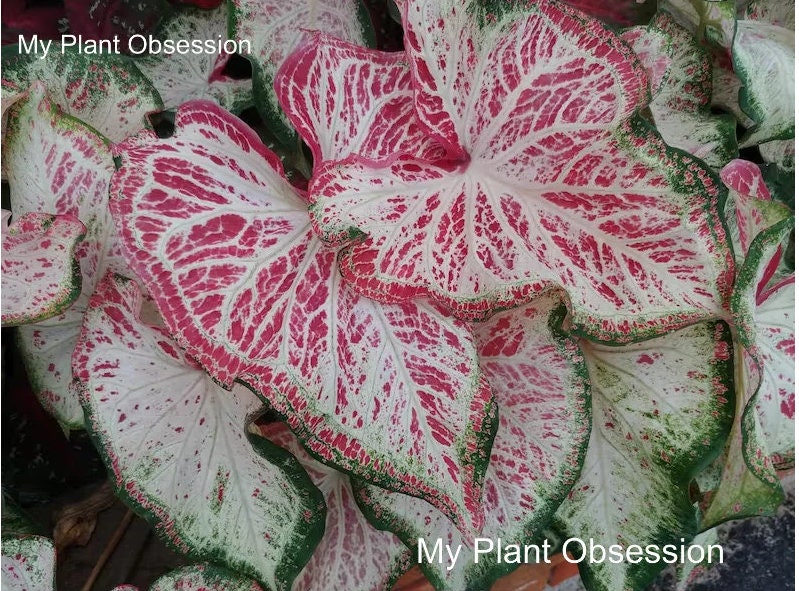 Caladium 'Peppermint' Size #2 (2 Bulbs) Size #1(1bulb Large) ** New Crop
