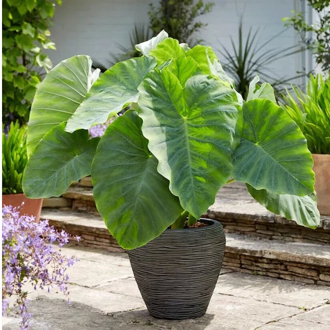Colocasia Esculenta Elephant Ear Choose from 5 sizes, you get 1 Bulb *New Crop In Stock!!!***See all listing photos for measurements!!!