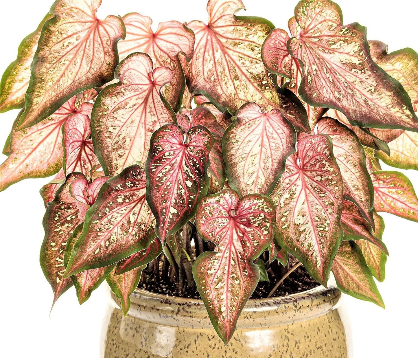 Caladium 'Caribbean Coral' Size #2 (2 Bulbs) ** New Crop