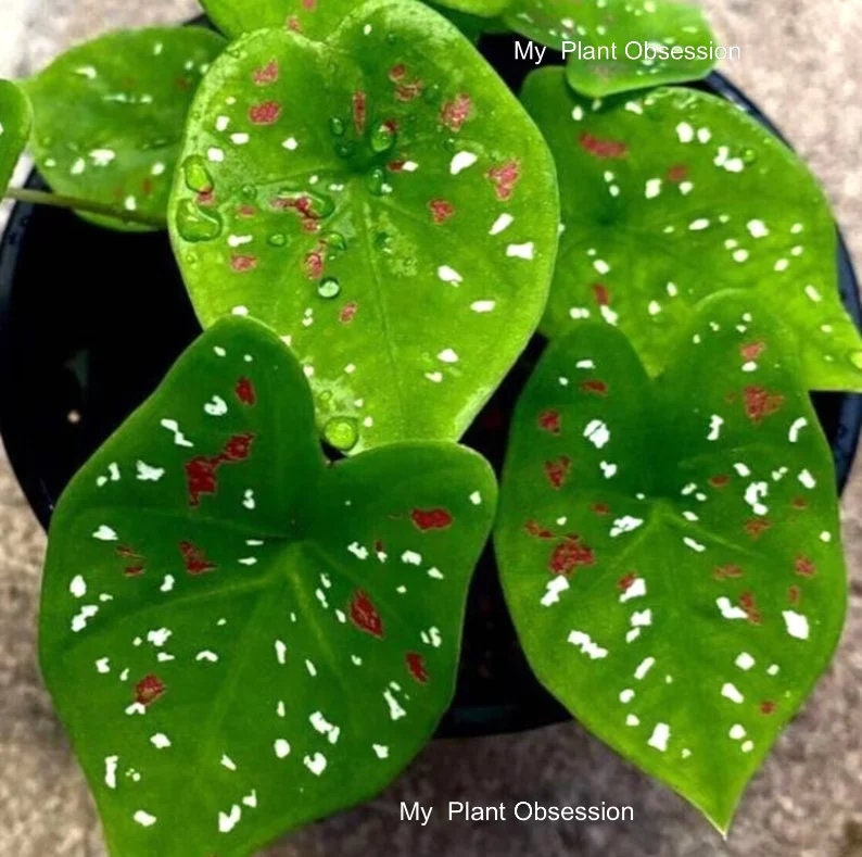 Caladium 'Florida Clown' Size #2(2 bulbs) Size #1(1 bulb Large) **New Crop 2025 In Stock!!! ***Very rare and very limited availability