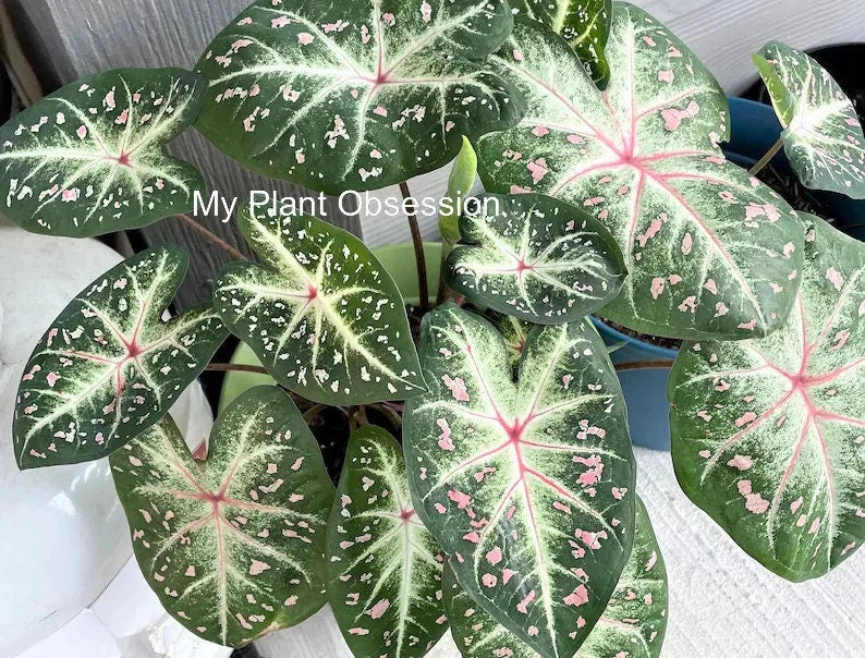 Caladium 'Galaxy' Size #2(2 bulbs) Size #1(1 bulb Large) *** New Crop 2025 in Stock!!!