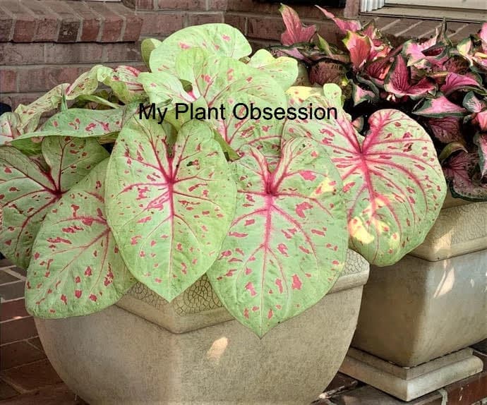 Caladium 'Limelite' Size #2(2 bulbs)*New Crop 2025, VERY Limited in Stock!!!