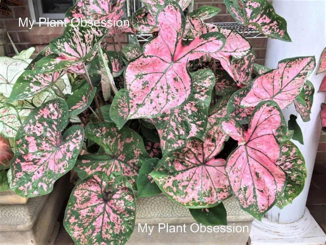Caladium 'Florida Elise' (2 Bulbs) Size #2 ** New Crop 2025 In Stock!!