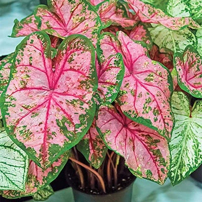 Caladium 'Gypsy Rose' Size #2(2 bulbs) New Crop 2025 In Stock!!!