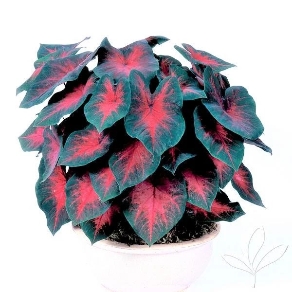 Caladium 'Postman Joyner' Size#2(2 bulbs) **New Crop