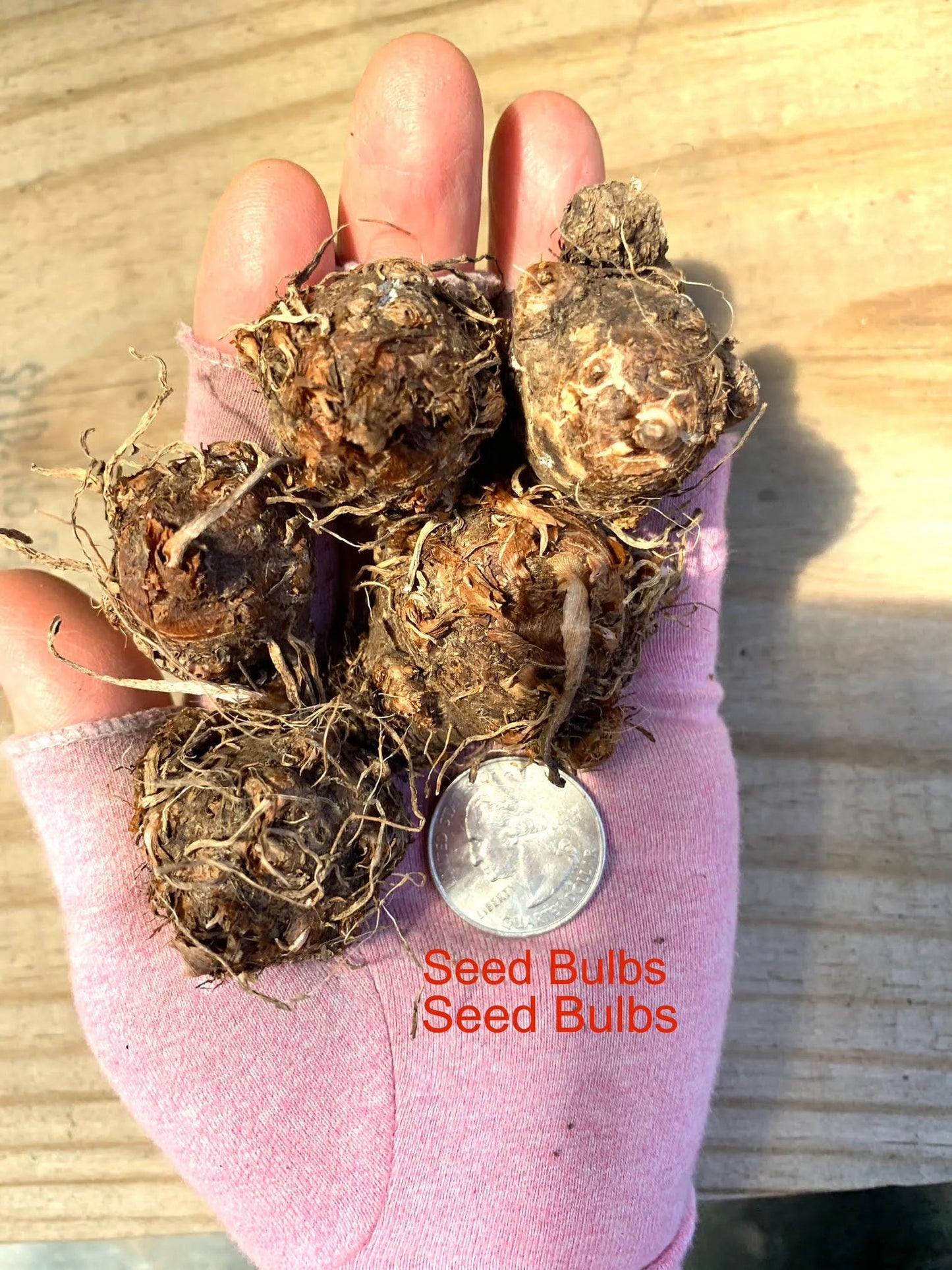 Caladium 'Puppy Love' Size #2(2 bulbs) *** New Crop 2025 in Stock!!!