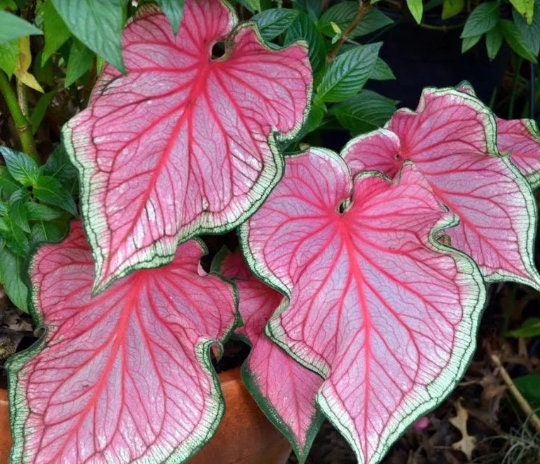 Caladium 'Florida Sweetheart' Size #2(2 bulbs) Jumbo ( 1 bulb ) *** New Crop 2025 In Stock!