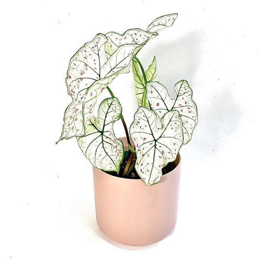 Caladium 'Marie Moir' Size #2 (2 BULBS), Size #1(1 bulb / Large) *Not Plants **New Crop 2025 In Stock!!!