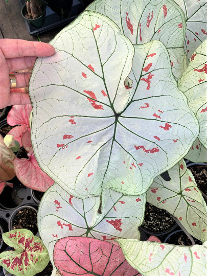 Caladium 'Strawberry Star' Jumbo & Mammoth ** New Crop 2025 ** VERY Limited in Stock!!