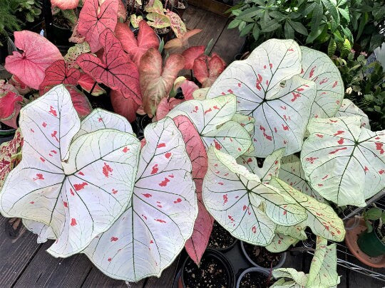 Caladium 'Strawberry Star' Jumbo & Mammoth ** New Crop 2025 ** VERY Limited in Stock!!