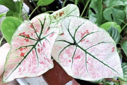 Caladium 'Strawberry Star' Jumbo & Mammoth ** New Crop 2025 ** VERY Limited in Stock!!