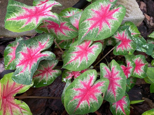 Caladium 'Rosebud' Size#2(2 bulbs) ***Very Limited ** New Crop 2025 In Stock!!!