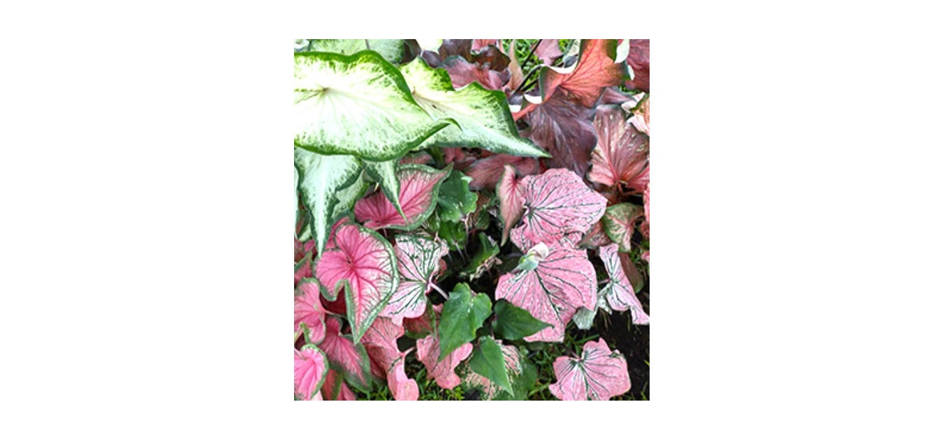Caladiums Strap Leaf Random Mix 'Value Pack' (6 Bulbs) Size #2 ***New crop in stock!!! ***These are mixed at the farm
