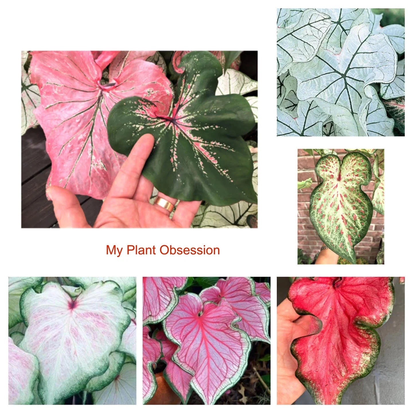 Caladiums Strap Leaf Random Mix 'Value Pack' (6 Bulbs) Size #2 ***New crop in stock!!! ***These are mixed at the farm