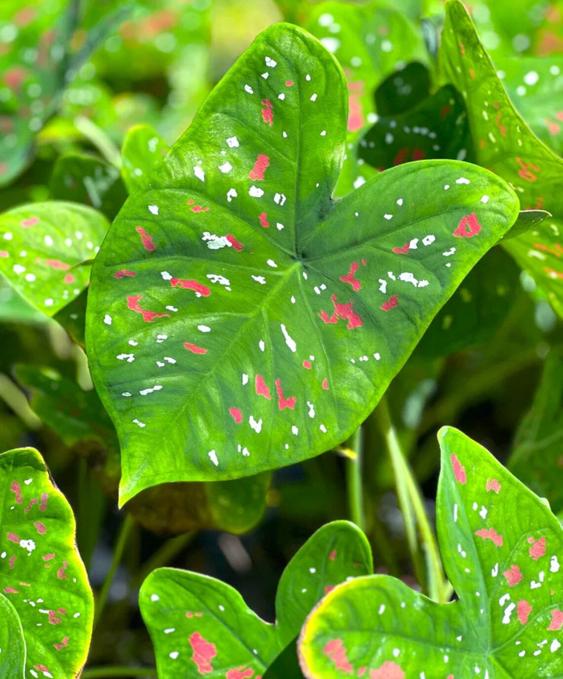 Caladium 'Florida Clown' Jumbo (2-1/2 to 3-1/2 inches) Mammoth( 3-1/2 inches+++ *New Crop 2025 In Stock! *Very rare and limited availability