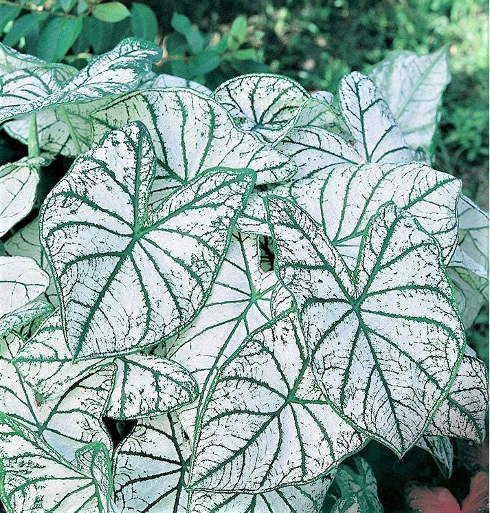 Caladium 'White Christmas' Size#2(2 bulbs) New Crop 2025 In Stock!!!