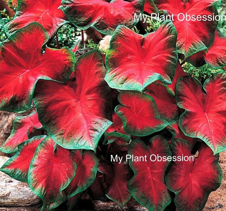 Caladium 'Freida Hemple' Size#2(2 bulbs) ***Very Limited ** New Crop In Stock!!!