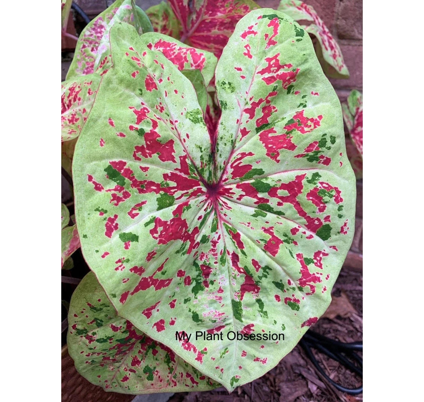 Caladium Bulb Raspberry Moon *Size #2(2bulbs) Size #1(1 bulb Larger) **New Crop