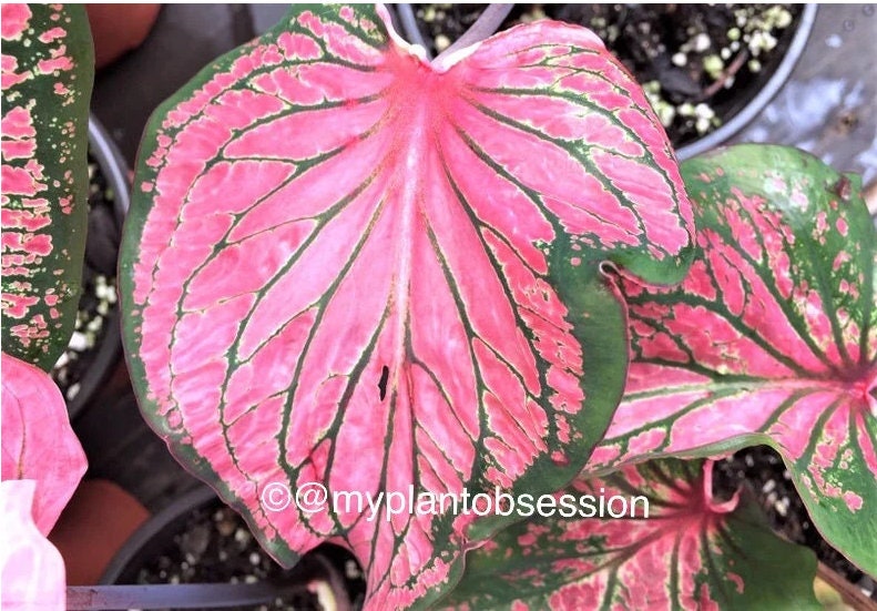 Caladium 'Pink Symphony' Size#2(2 bulbs) **New Crop 2025 In Stock!!!