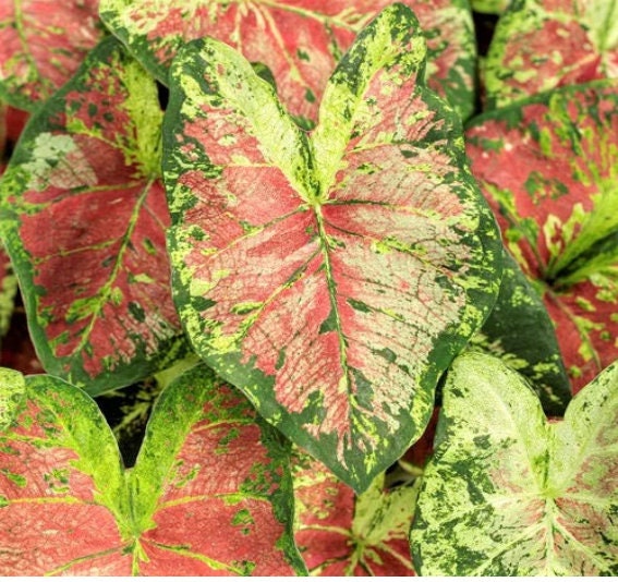 Caladium 'Mesmerized' Size #2 (2 Bulbs) ** New Crop