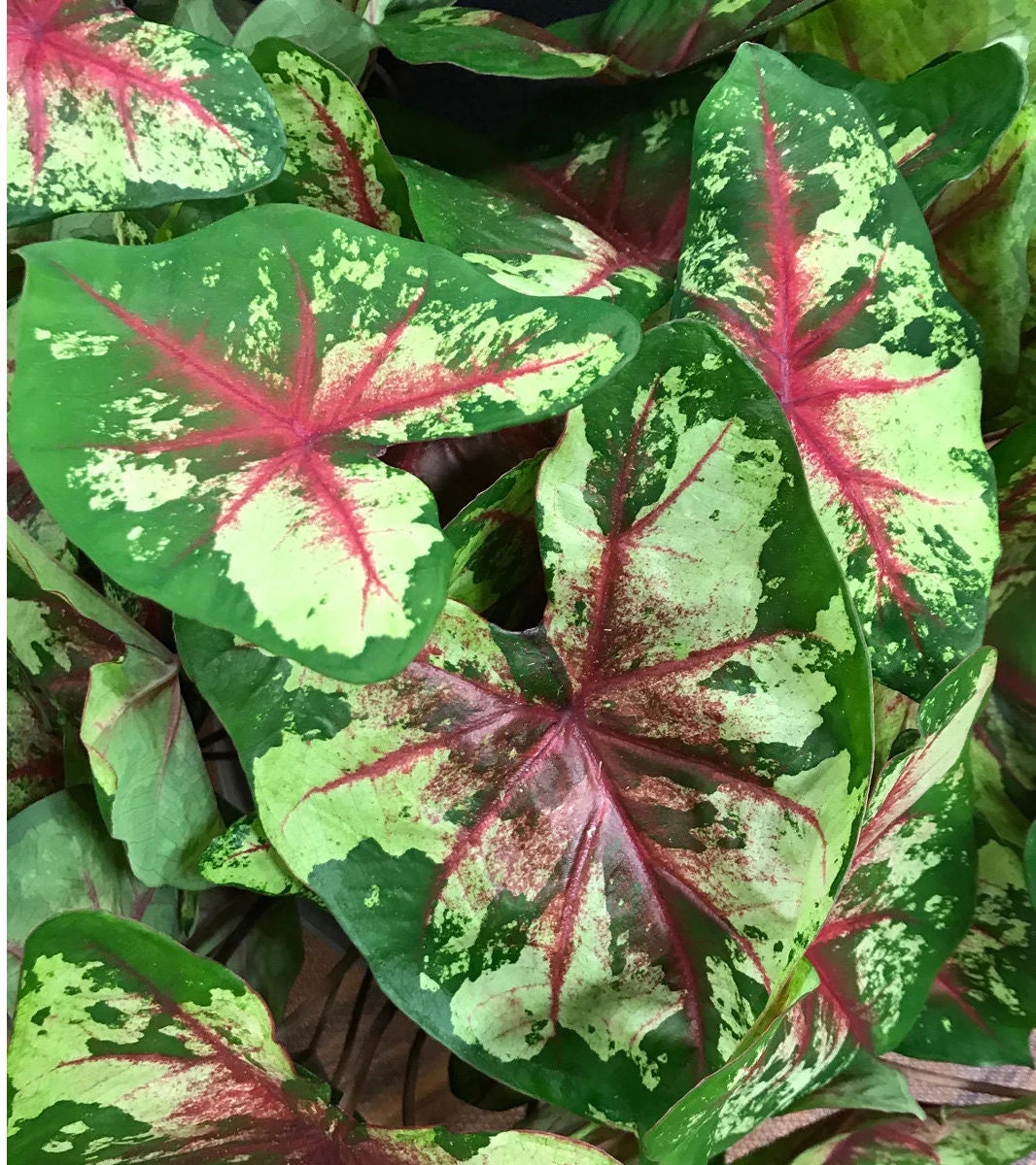 Caladium 'Flatter Me' Size #2 (2 Bulbs) ** New Crop