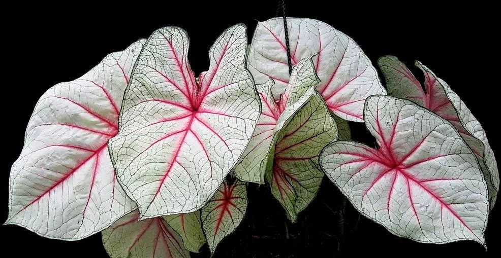 Caladium 'Summer Breeze' Size #2 (2 Bulbs) ** New Crop